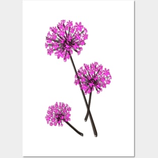 Allium Flowers Posters and Art